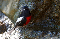 Myioborus pictus / Parula pigliamosche variopinta / Painted redstart / Paruline à ailes blanches