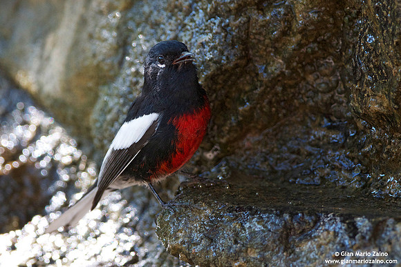 Myioborus pictus / Parula pigliamosche variopinta / Painted redstart / Paruline à ailes blanches