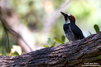 Melanerpes formicivorus / Picchio delle ghiande / Acorn woodpecker / Pic glandivore