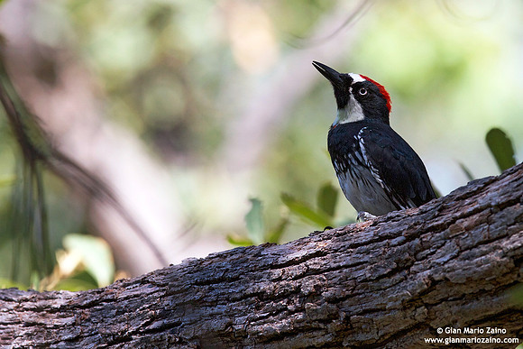 Melanerpes formicivorus / Picchio delle ghiande / Acorn woodpecker / Pic glandivore