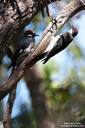 Melanerpes formicivorus / Picchio delle ghiande / Acorn woodpecker / Pic glandivore