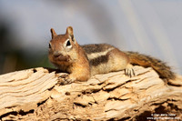 Callospermophilus lateralis / Scoiattolo terrestre dorato / Golden mantled ground squirrel / Écureuil terrestre doré