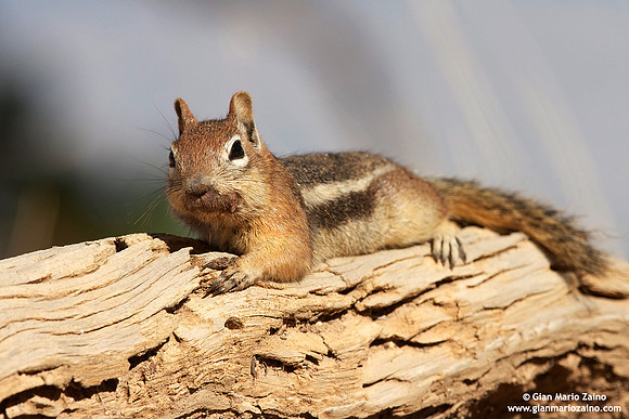 Callospermophilus lateralis / Scoiattolo terrestre dorato / Golden mantled ground squirrel / Écureuil terrestre doré