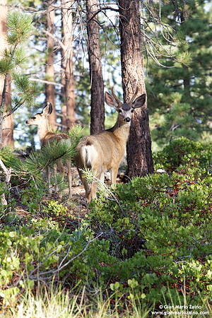 Odocoileus hemionus / Cervo mulo / Mule deer / Cerf mulet