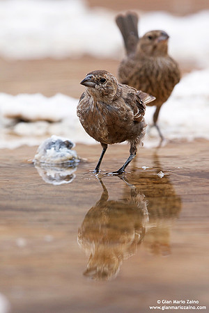 Molothrus ater / Molotro testabruna / Brown-headed cowbird / Vacher à tête brune