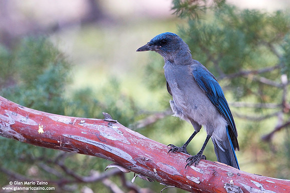 Aphelocoma wollweberi / Ghiandaia messicana / Mexican jay / Geai du Mexique