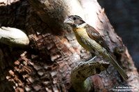 Pheucticus melanocephalus / Beccogrosso testa nera / Black-headed grosbeak / Cardinal à tête noire