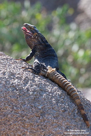 Sauromalus ater / Lucertola chuckwalla / Common chuckwalla / Chuckwalla