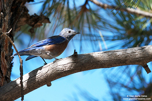 Sialia mexicana / Uccello azzurro occidentale / Western bluebird / Merlebleu de l'ouest