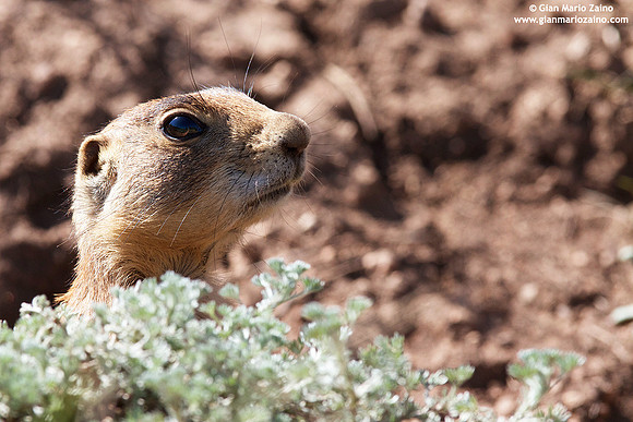 Cynomys / Cane della prateria / Prairie dog / Chien de prairie