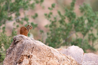Otospermophilus variegatus / Scoiattolo delle rocce / Rock squirrel / Écureuils terrestres