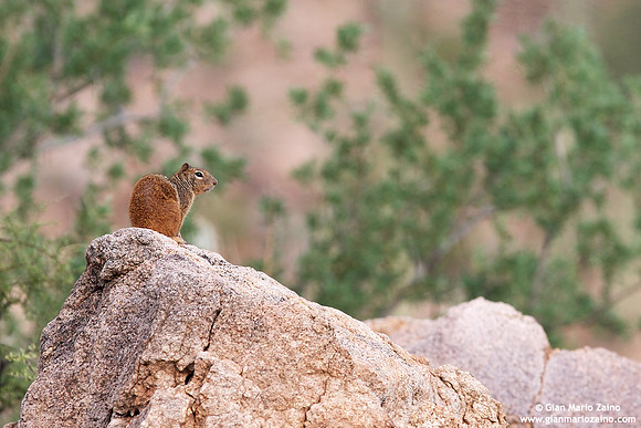 Otospermophilus variegatus / Scoiattolo delle rocce / Rock squirrel / Écureuils terrestres
