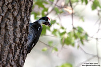 Melanerpes formicivorus / Picchio delle ghiande / Acorn woodpecker / Pic glandivore