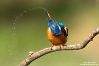 Alcedo atthis / Martin pescatore / Common kingfisher / Martin-pêcheur d'Europe