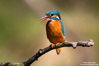 Alcedo atthis / Martin pescatore / Common kingfisher / Martin-pêcheur d'Europe