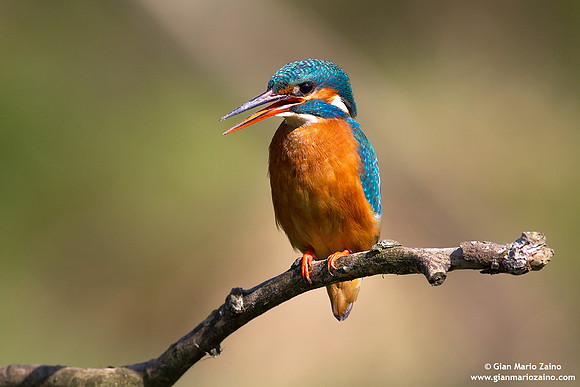 Alcedo atthis / Martin pescatore / Common kingfisher / Martin-pêcheur d'Europe