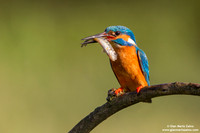 Alcedo atthis / Martin pescatore / Common kingfisher / Martin-pêcheur d'Europe