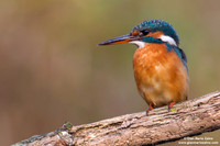 Alcedo atthis / Martin pescatore / Common kingfisher / Martin-pêcheur d'Europe