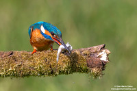 Alcedo atthis / Martin pescatore / Common kingfisher / Martin-pêcheur d'Europe