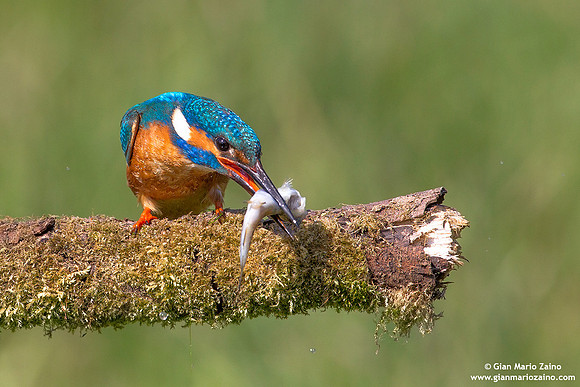 Alcedo atthis / Martin pescatore / Common kingfisher / Martin-pêcheur d'Europe