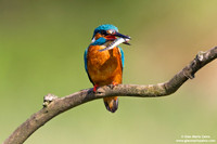 Alcedo atthis / Martin pescatore / Common kingfisher / Martin-pêcheur d'Europe