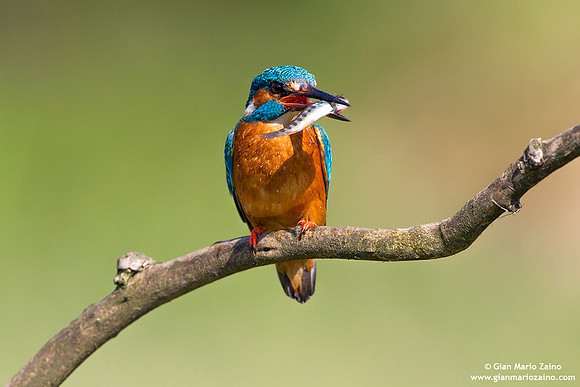 Alcedo atthis / Martin pescatore / Common kingfisher / Martin-pêcheur d'Europe