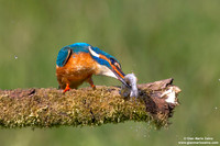 Alcedo atthis / Martin pescatore / Common kingfisher / Martin-pêcheur d'Europe