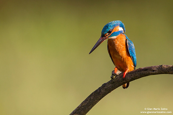 Alcedo atthis / Martin pescatore / Common kingfisher / Martin-pêcheur d'Europe