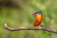 Alcedo atthis / Martin pescatore / Common kingfisher / Martin-pêcheur d'Europe