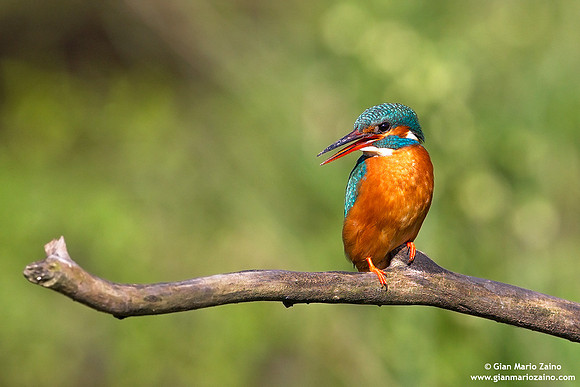 Alcedo atthis / Martin pescatore / Common kingfisher / Martin-pêcheur d'Europe