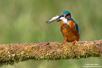 Alcedo atthis / Martin pescatore / Common kingfisher / Martin-pêcheur d'Europe