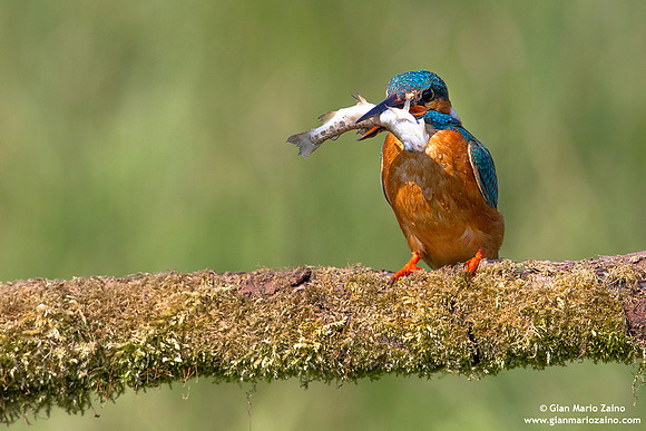 Alcedo atthis / Martin pescatore / Common kingfisher / Martin-pêcheur d'Europe