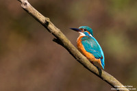 Alcedo atthis / Martin pescatore / Common kingfisher / Martin-pêcheur d'Europe