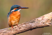 Alcedo atthis / Martin pescatore / Common kingfisher / Martin-pêcheur d'Europe