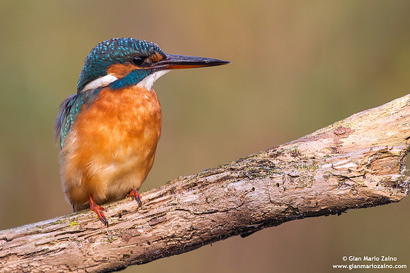Alcedo atthis / Martin pescatore / Common kingfisher / Martin-pêcheur d'Europe