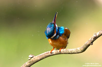 Alcedo atthis / Martin pescatore / Common kingfisher / Martin-pêcheur d'Europe
