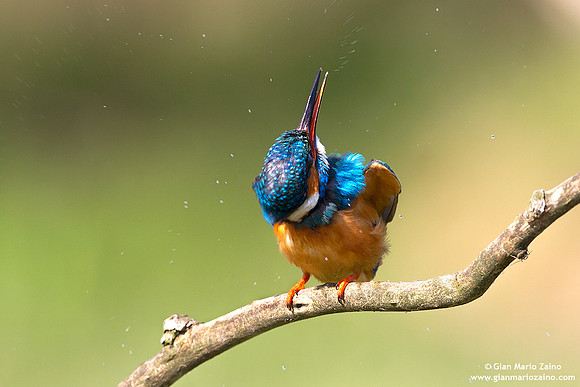 Alcedo atthis / Martin pescatore / Common kingfisher / Martin-pêcheur d'Europe