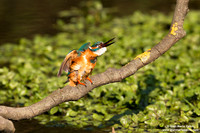 Alcedo atthis / Martin pescatore / Common kingfisher / Martin-pêcheur d'Europe