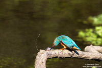 Alcedo atthis / Martin pescatore / Common kingfisher / Martin-pêcheur d'Europe
