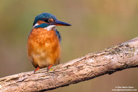 Alcedo atthis / Martin pescatore / Common kingfisher / Martin-pêcheur d'Europe