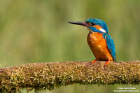 Alcedo atthis / Martin pescatore / Common kingfisher / Martin-pêcheur d'Europe