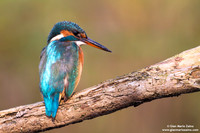 Alcedo atthis / Martin pescatore / Common kingfisher / Martin-pêcheur d'Europe