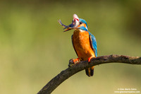 Alcedo atthis / Martin pescatore / Common kingfisher / Martin-pêcheur d'Europe