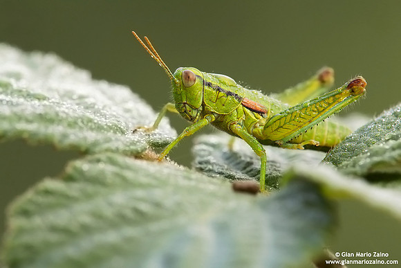 Gryllus campestris