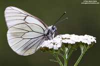 Aporia crataegi