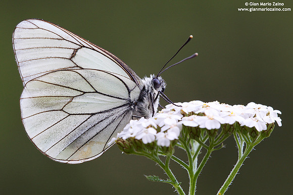 Aporia crataegi