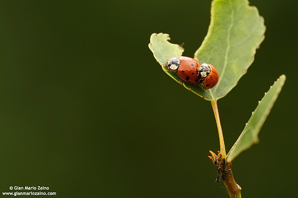 Coccinellida