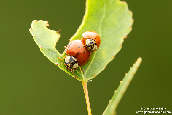 Coccinellida