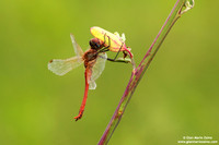 Sympetrum fonscolombii