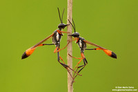 Ammophila procera